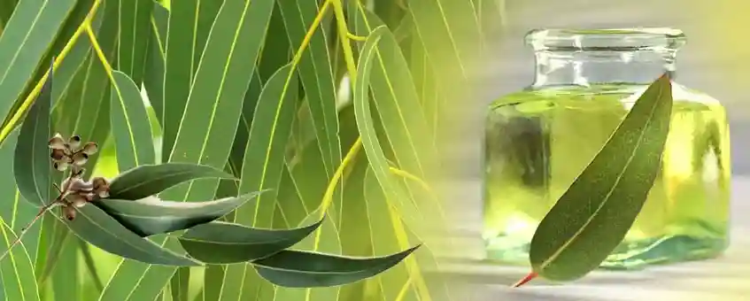 10 Reasons Every Home Needs A Bottle Of Eucalyptus Oil