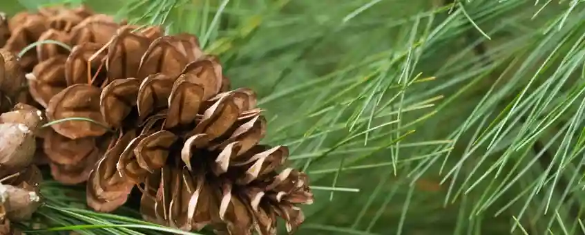 3 Amazing Benefits and Uses of Pine Essential Oil