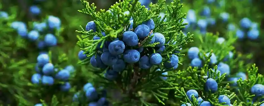 Incredible Benefits of Juniper Essential Oil