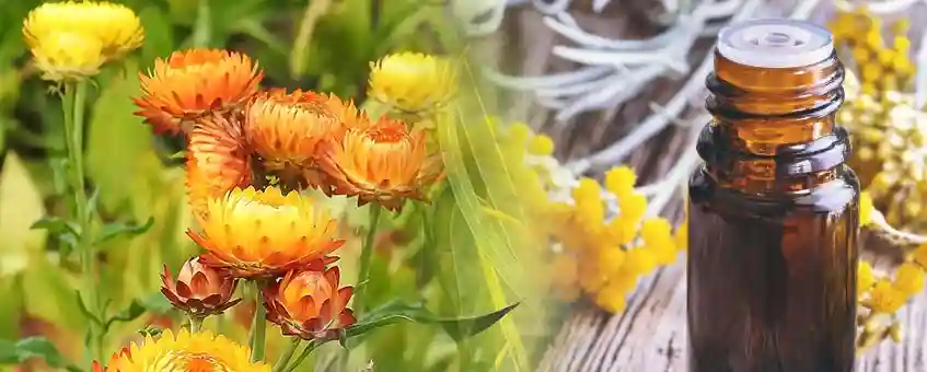 Get Healthy, Spotless, Glowing and Younger Skin with Helichrysum Oil