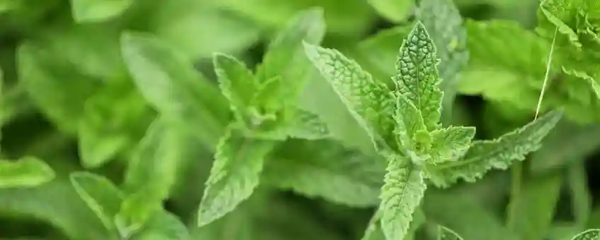 Instill New Life in Your Damaged and Falling Hair with Peppermint Oil