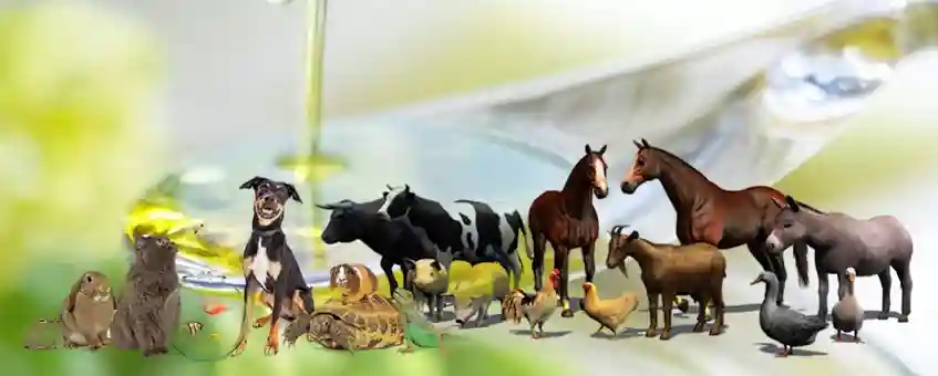 7 Natural Oils To Repel Fleas And Ticks From Dogs, Cats, And Other Pets