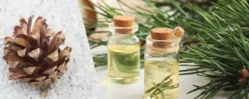 Powerful Pine Oil- Cleanse House, Skin & Liver