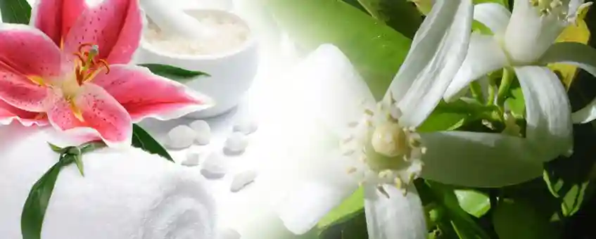 Where to Buy Cheap Essential Oils